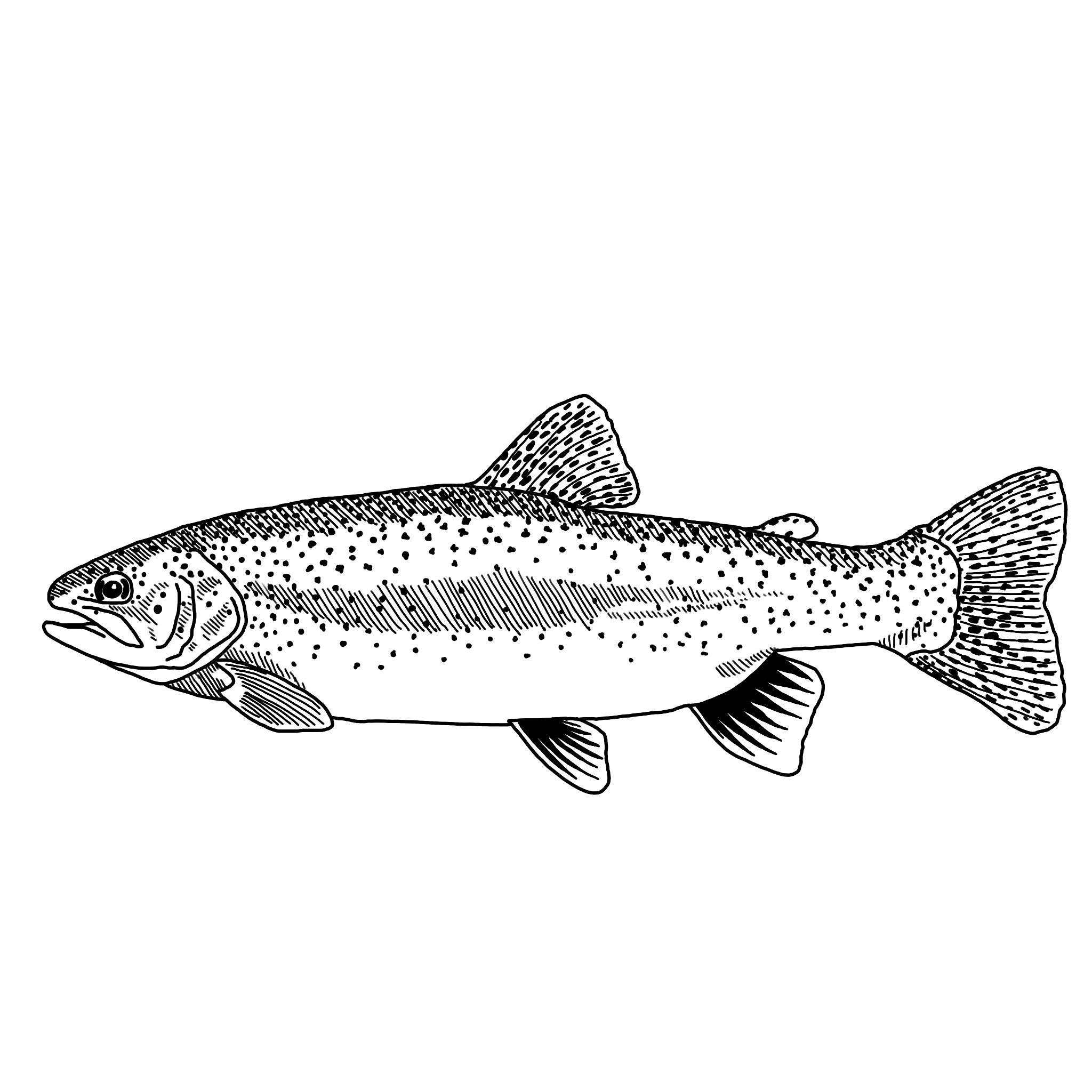 Cotton Fish Fishing Fishes Aquatic Animals Bass Trout Walleye Black Cotton  Fabric Print by the Yard (NATURE-C6405-BLACK) D688.81